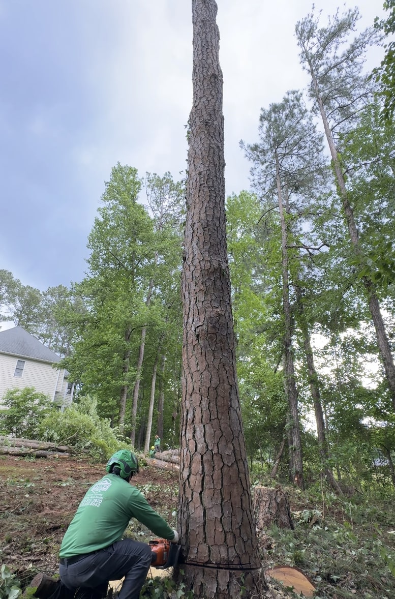 Professional tree removal service using chainsaw in Hoffman Estates, IL