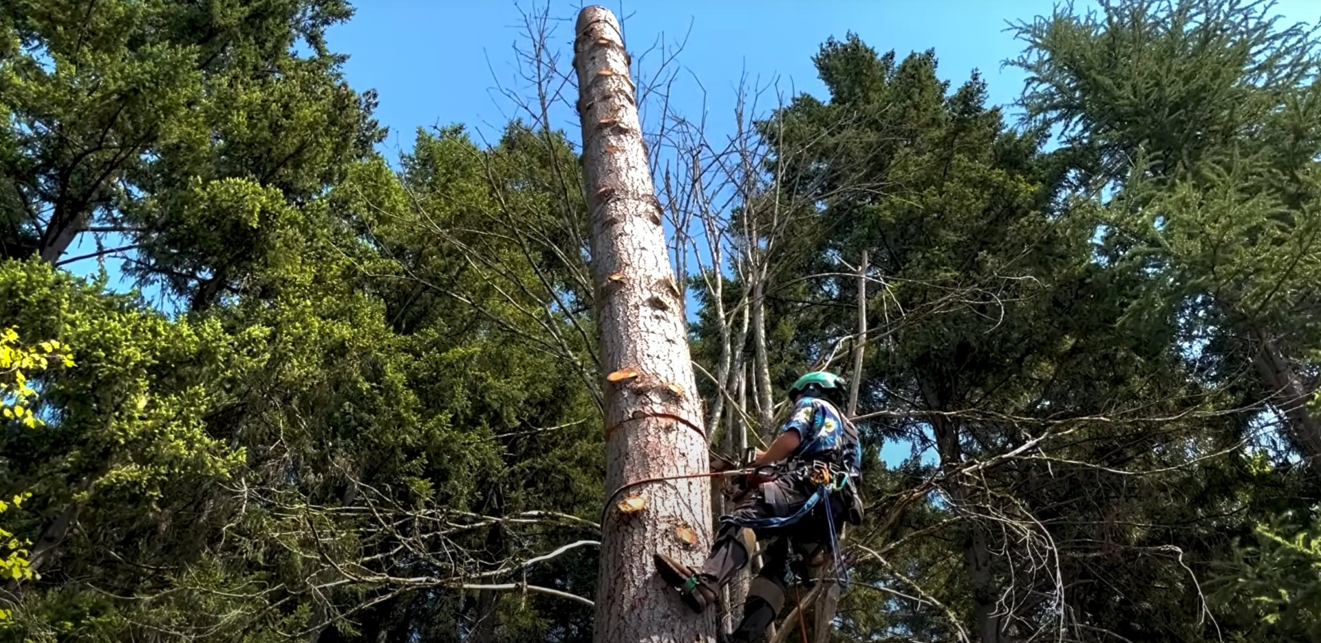 Certified Arborist Tree Care Services Professional arborist climbing and performing tree care services with safety equipment