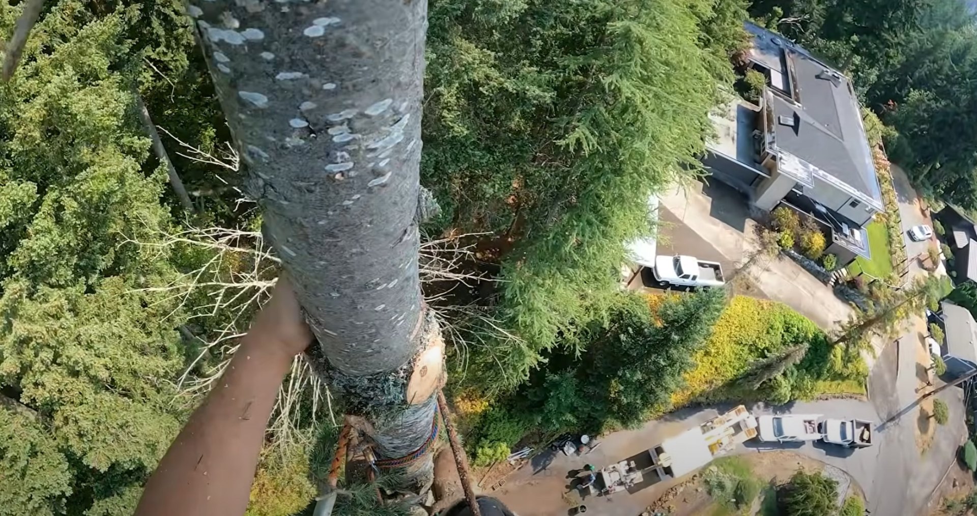 Professional Tree Service Crew - Hoffman Estates Tree Service Aerial view of professional tree service crew working safely in Hoffman Estates