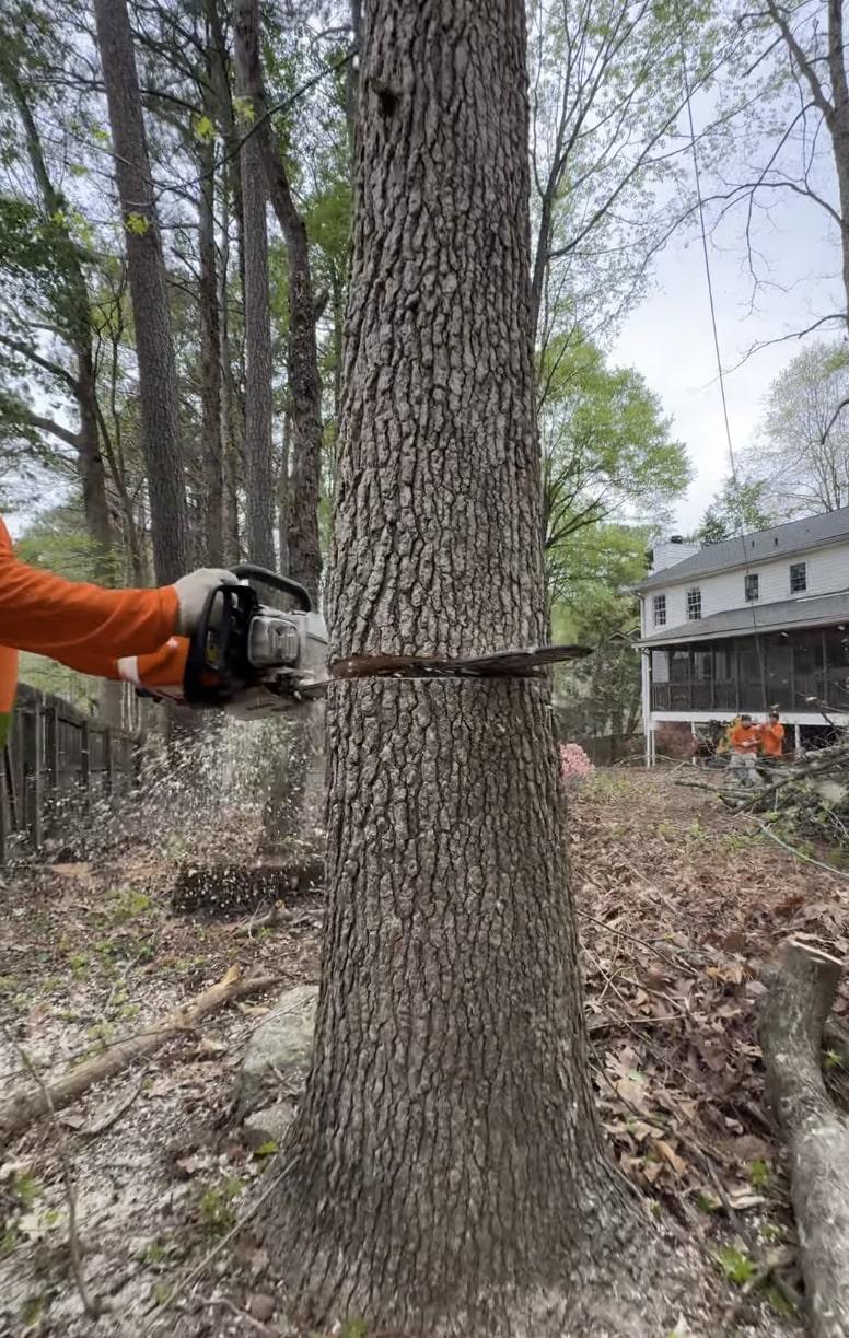 Professional Tree Cutting and Removal Professional arborist using chainsaw for precision tree cutting in residential area